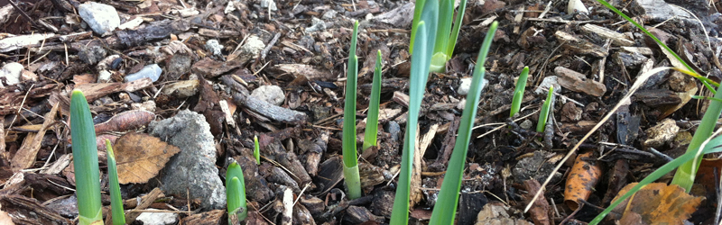 Zeitiger Frühling – Wie schütze ich Frühblüher vor dem Frost?