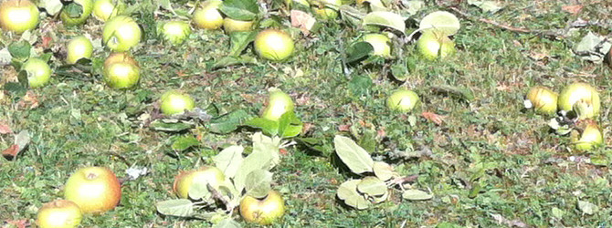 Der Obstbaum-Verschnitt im Dezember Der Obstbaum-Verschnitt im Dezember