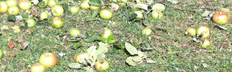 Verschnitt von Obstbäumen (Apfel, Birne, Kirsche, Pflaume)