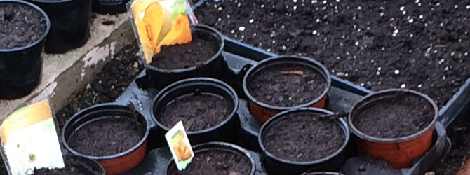 Gartentipps im Mai Gartentipps im Mai