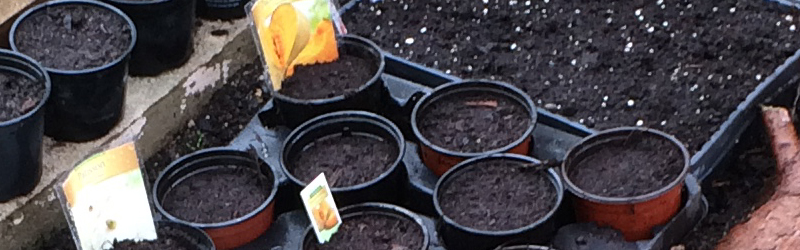 Gartentipps im Mai