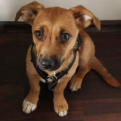 Stella
